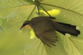 Kukawik namorzynowy - Coccyzus minor - Mangrove Cuckoo