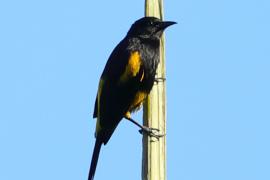 Kacyk haitański - Icterus dominicensis - Hispaniolan Oriole