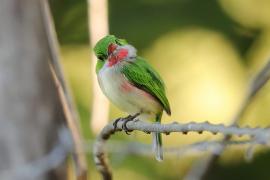 Płaskodziobek duży - Todus subulatus - Broad-billed Tody