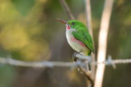 Płaskodziobek duży - Todus subulatus - Broad-billed Tody