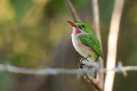 Płaskodziobek duży - Todus subulatus - Broad-billed Tody