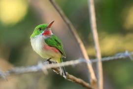 Płaskodziobek duży - Todus subulatus - Broad-billed Tody