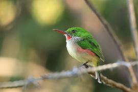 Płaskodziobek duży - Todus subulatus - Broad-billed Tody