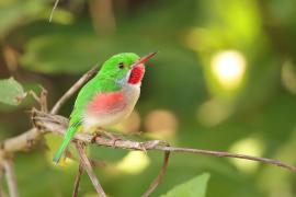 Płaskodziobek duży - Todus subulatus - Broad-billed Tody