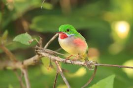 Płaskodziobek duży - Todus subulatus - Broad-billed Tody