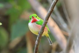 Płaskodziobek duży - Todus subulatus - Broad-billed Tody