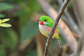 Płaskodziobek duży - Todus subulatus - Broad-billed Tody