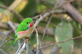 Płaskodziobek duży - Todus subulatus - Broad-billed Tody