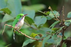 Płaskodziobek duży - Todus subulatus - Broad-billed Tody