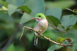 Płaskodziobek duży - Todus subulatus - Broad-billed Tody