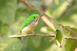 Płaskodziobek duży - Todus subulatus - Broad-billed Tody