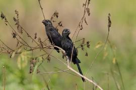 Kleszczojad gładkodzioby - Crotophaga ani - Smooth-billed Ani