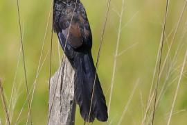 Kleszczojad gładkodzioby - Crotophaga ani - Smooth-billed Ani