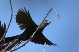 Kleszczojad gładkodzioby - Crotophaga ani - Smooth-billed Ani