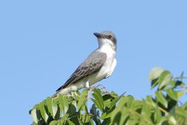 Tyran szary - Tyrannus dominicensis - Grey Kingbird