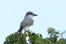 Tyran szary - Tyrannus dominicensis - Grey Kingbird