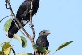 Kleszczojad gładkodzioby - Crotophaga ani - Smooth-billed Ani