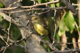 Wireonek płaskodzioby - Vireo nanus - Flat-billed Vireo