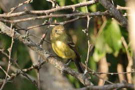 Wireonek płaskodzioby - Vireo nanus - Flat-billed Vireo