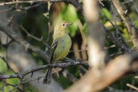 Wireonek płaskodzioby - Vireo nanus - Flat-billed Vireo