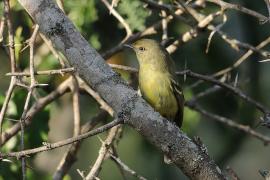 Wireonek płaskodzioby - Vireo nanus - Flat-billed Vireo