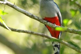 Pilik żółtodzioby - Priotelus roseigaster - Hispaniolan Trogon