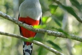 Pilik żółtodzioby - Priotelus roseigaster - Hispaniolan Trogon