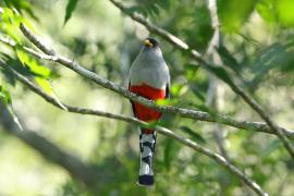 Pilik żółtodzioby - Priotelus roseigaster - Hispaniolan Trogon