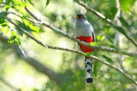 Pilik żółtodzioby - Priotelus roseigaster - Hispaniolan Trogon