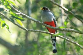 Pilik żółtodzioby - Priotelus roseigaster - Hispaniolan Trogon