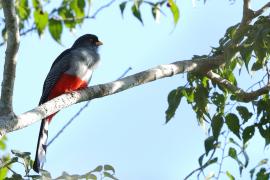 Pilik żółtodzioby - Priotelus roseigaster - Hispaniolan Trogon