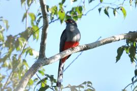 Pilik żółtodzioby - Priotelus roseigaster - Hispaniolan Trogon