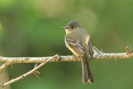 Piwik hispaniolski - Contopus hispaniolensis - Hispaniolan Pewee
