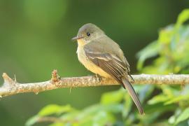 Piwik hispaniolski - Contopus hispaniolensis - Hispaniolan Pewee