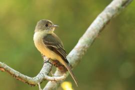 Piwik hispaniolski - Contopus hispaniolensis - Hispaniolan Pewee
