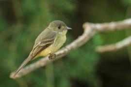 Piwik hispaniolski - Contopus hispaniolensis - Hispaniolan Pewee