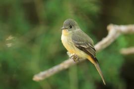 Piwik hispaniolski - Contopus hispaniolensis - Hispaniolan Pewee