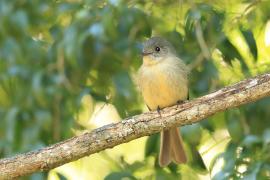 Piwik hispaniolski - Contopus hispaniolensis - Hispaniolan Pewee