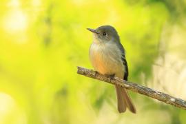 Piwik hispaniolski - Contopus hispaniolensis - Hispaniolan Pewee