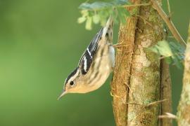 Pstroszka - Mniotilta varia - Black-and-white Warbler