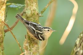 Pstroszka - Mniotilta varia - Black-and-white Warbler