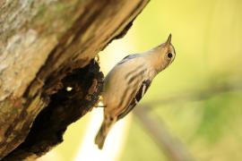 Pstroszka - Mniotilta varia - Black-and-white Warbler