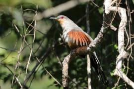 Jaszczurkojad szary - Coccyzus longirostris - Hispaniolan Lizard-Cuckoo