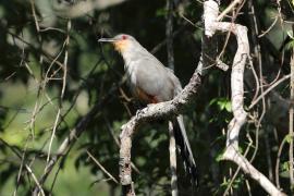 Jaszczurkojad szary - Coccyzus longirostris - Hispaniolan Lizard-Cuckoo