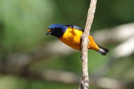 Organka śpiewna - Euphonia musica - Antillean Euphonia