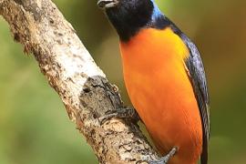 Organka śpiewna - Euphonia musica - Antillean Euphonia