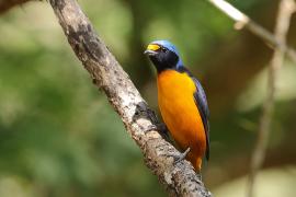 Organka śpiewna - Euphonia musica - Antillean Euphonia