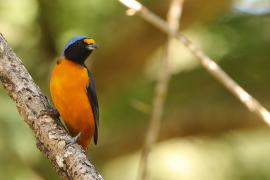 Organka śpiewna - Euphonia musica - Antillean Euphonia