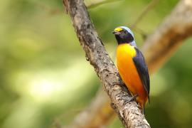 Organka śpiewna - Euphonia musica - Antillean Euphonia