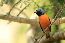 Organka śpiewna - Euphonia musica - Antillean Euphonia